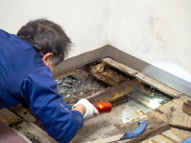 Best Professional Mold Removal  in Leachville, AR