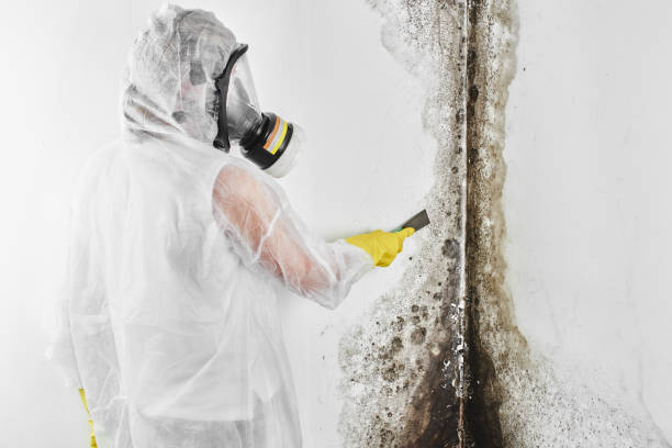 Best Certified Mold Removal  in Leachville, AR
