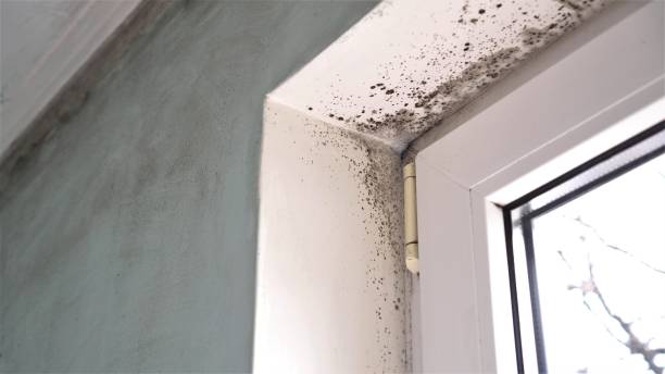 Best Crawl Space Mold Removal  in Leachville, AR