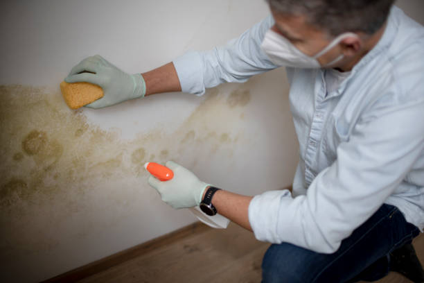 Best Mold Removal Company Near Me  in Leachville, AR