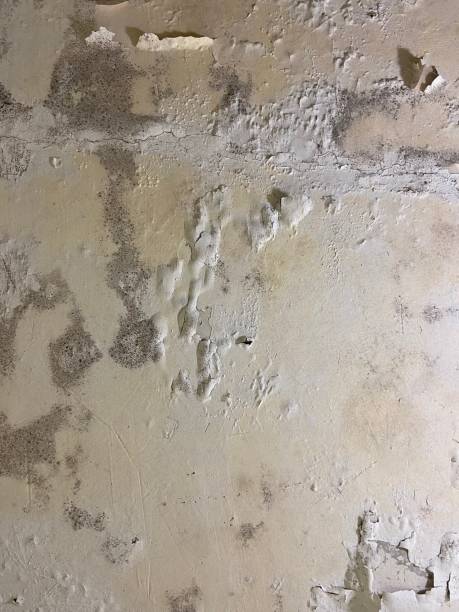 Best Mold Cleaning Services  in Leachville, AR