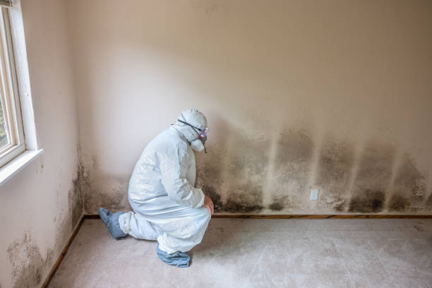 Mold Removal and Inspection in Leachville, AR