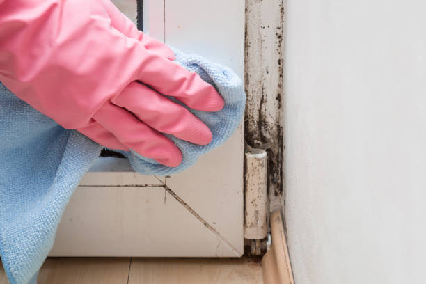 Best Emergency Mold Removal  in Leachville, AR