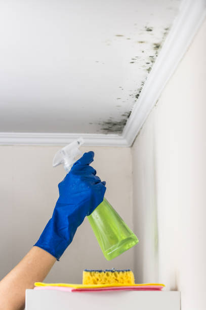 Best Mold Removal and Inspection  in Leachville, AR